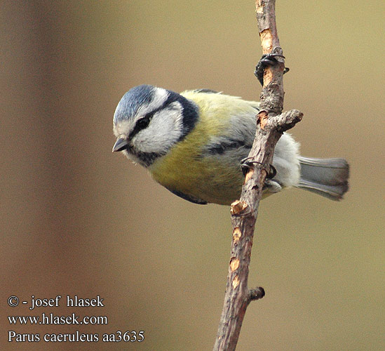 Parus caeruleus aa3635