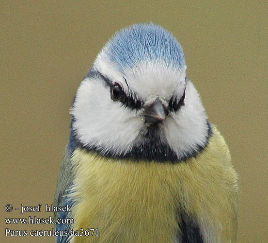 Parus caeruleus aa3671