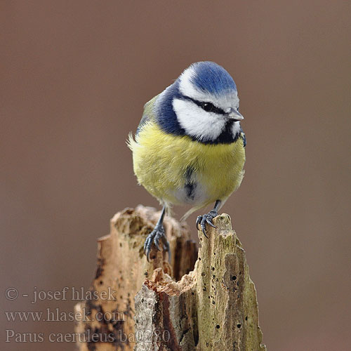 Zilzilite Sinitihane Parus caeruleus Blue Tit Blaumeise