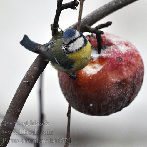 Parus caeruleus ba1521