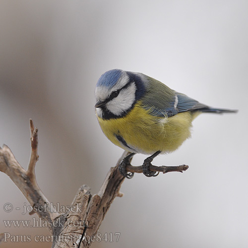 Plavček Кăвак кăсăя Parus caeruleus Blue Tit