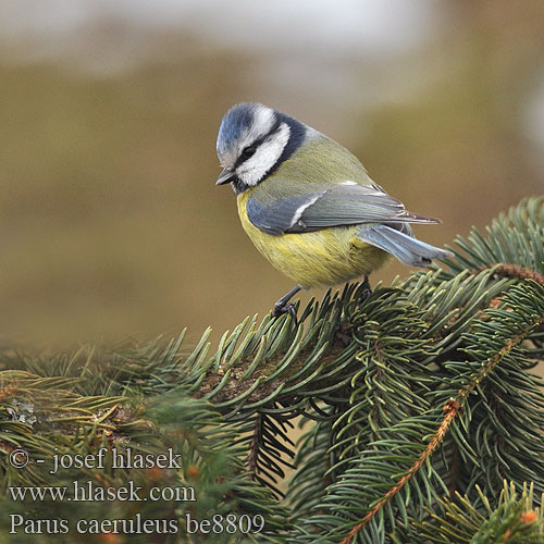 Parus caeruleus be8809