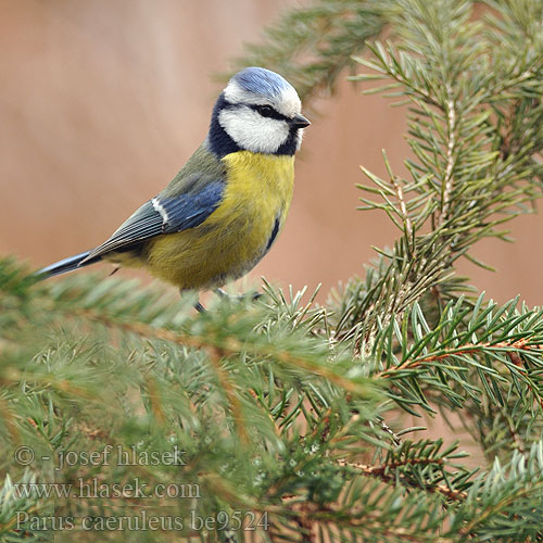 Plavček Кăвак кăсăя Parus caeruleus Blue Tit