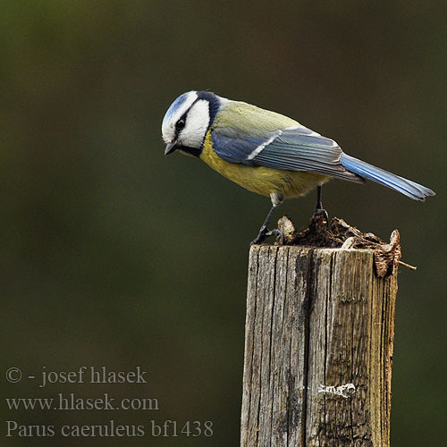 Blue Tit Blaumeise Mésange bleue Herrerillo Común