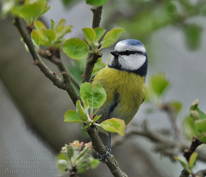 Blue Tit Blaumeise Parus caeruleus