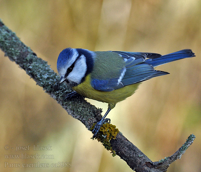 Mésange bleue