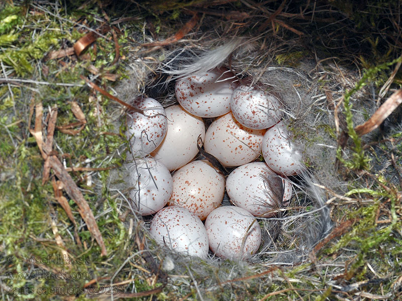 Cyanistes caeruleus Parus