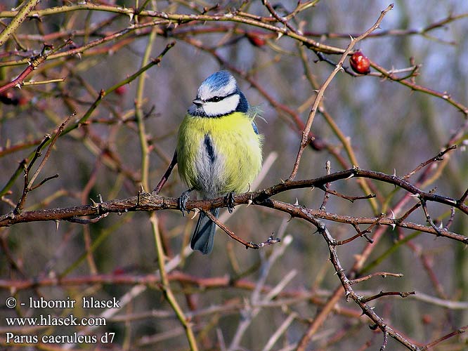 Parus caeruleus d7