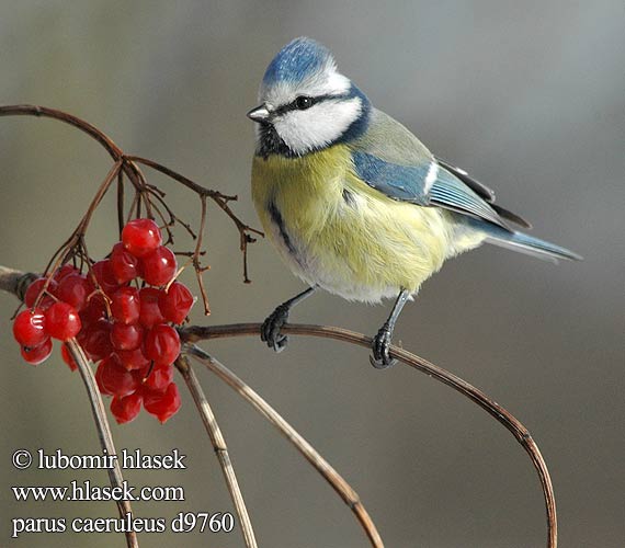 Blaumeise Mésange bleue Herrerillo Común Sýkora modřinka