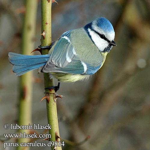 Parus caeruleus d9814