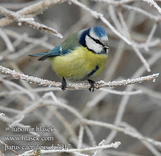 Parus caeruleus dc2917