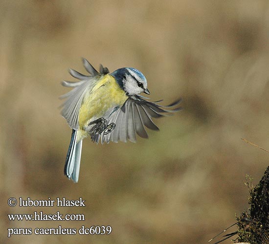 Parus caeruleus dc6039