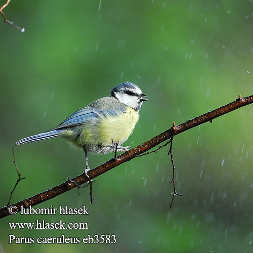 Parus caeruleus Blue Tit Blaumeise Mésange bleue