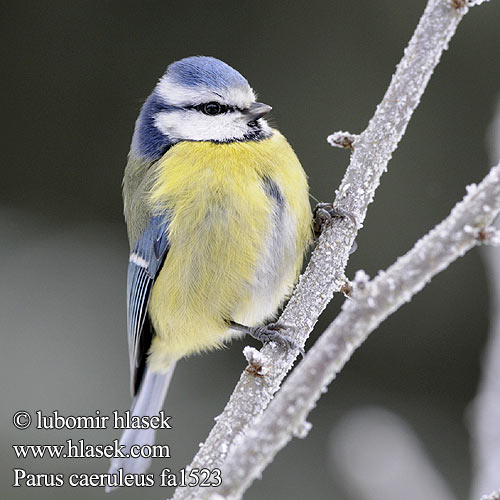 Parus caeruleus fa1523