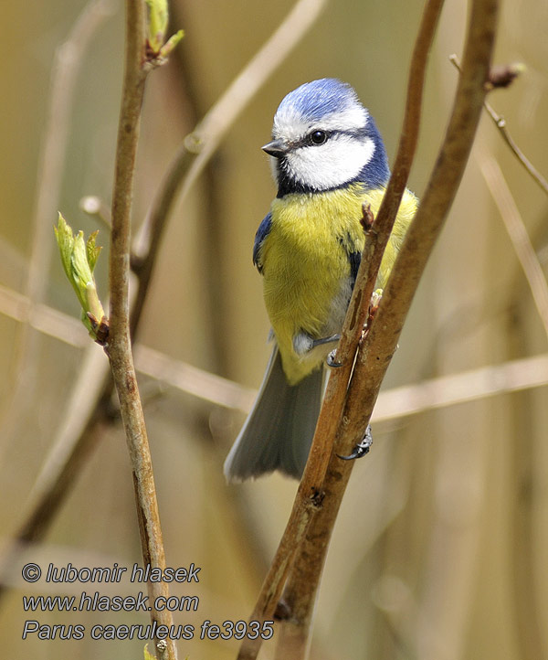 Cyanistes caeruleus