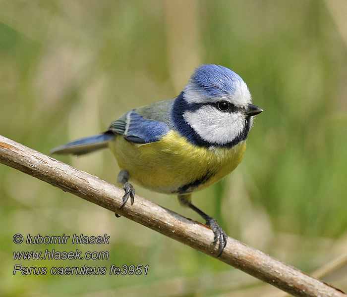 Cyanistes caeruleus