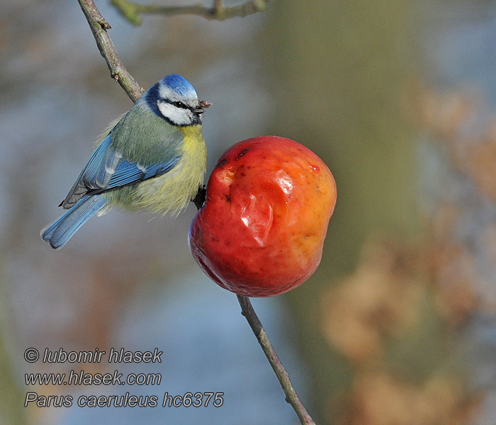 Cyanistes caeruleus