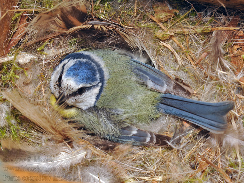 Cyanistes caeruleus Herrerillo Común