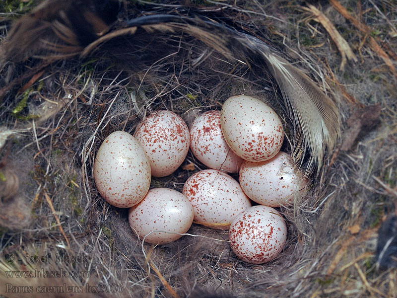 Cyanistes caeruleus Sýkora modřinka