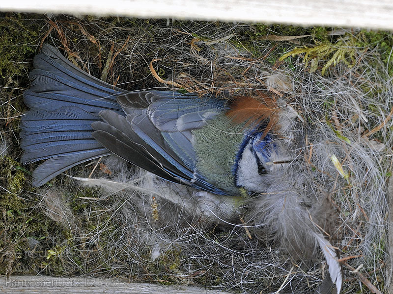 Mésange bleue Parus caeruleus