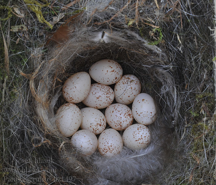 Herrerillo Común Parus caeruleus