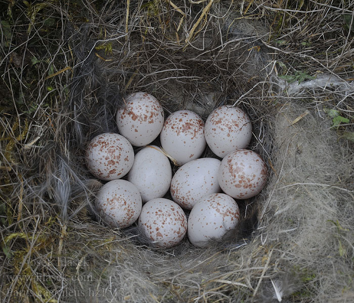 Sýkora modřinka Parus caeruleus