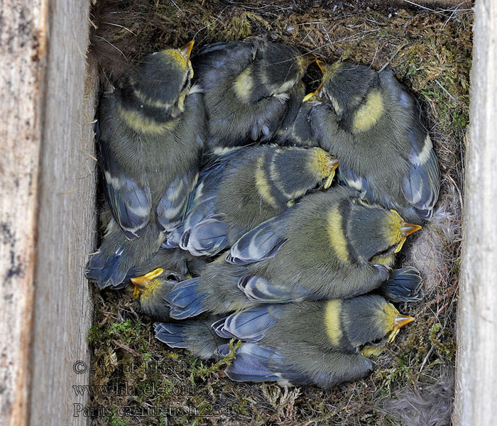 Sýkora modřinka Parus caeruleus Cyanistes