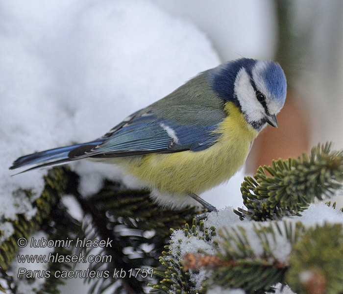 Cyanistes caeruleus