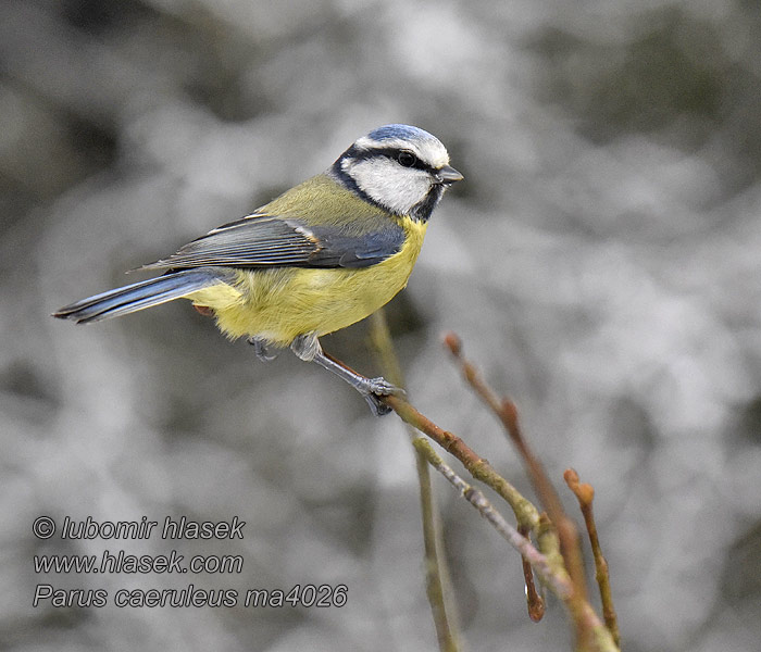 Cyanistes caeruleus