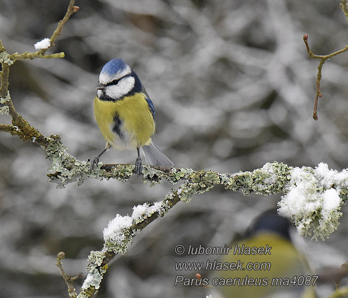 Cyanistes caeruleus