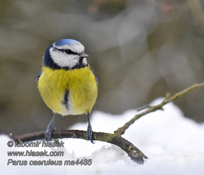 Cyanistes caeruleus