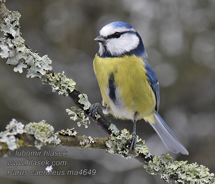 Cyanistes caeruleus