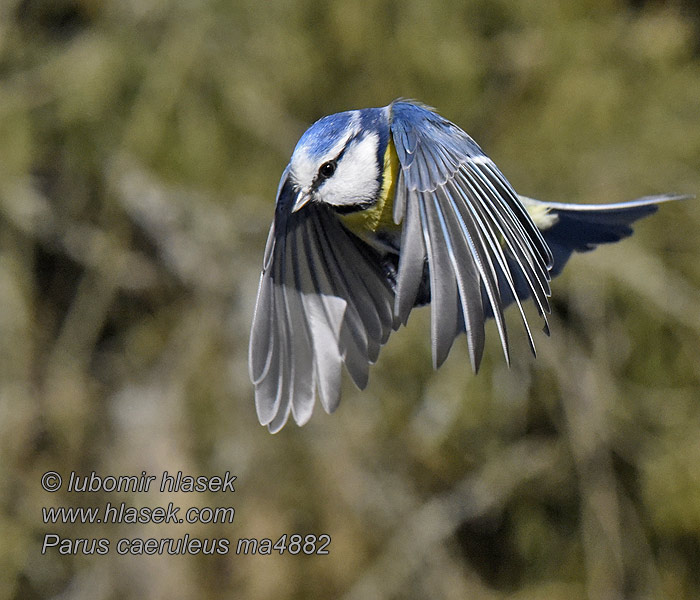 Cyanistes caeruleus