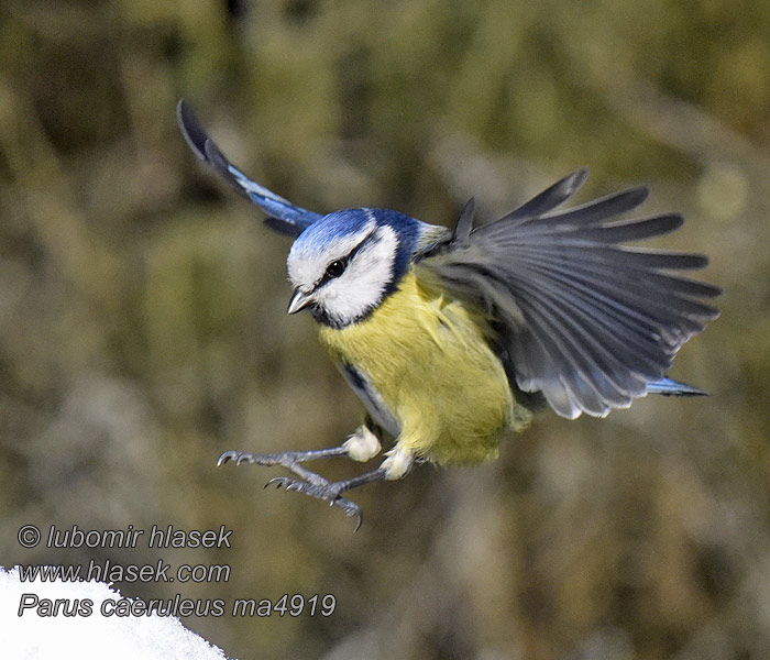 Cyanistes caeruleus