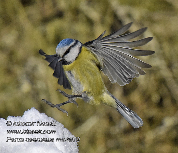 Cyanistes caeruleus