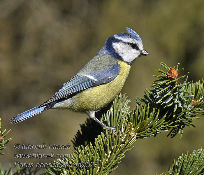 Plavček Кăвак кăсăя Cyanistes caeruleus Paruss