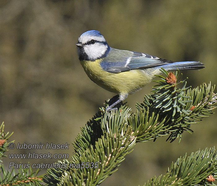 蓝山雀 Синиця блакитна Pimpelmêze Cyanistes caeruleus Paruss