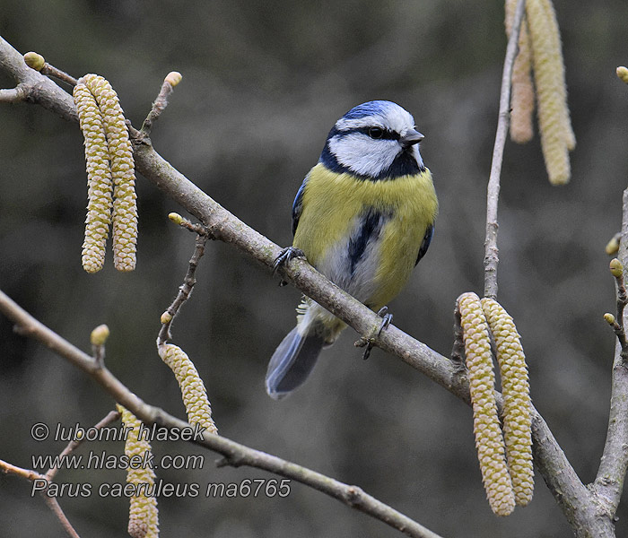 ירגזי כחול Zilzilite Sinitihane Cyanistes caeruleus Paruss