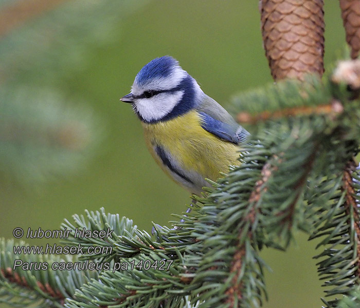 Син синигер Blauwmeis Mėlynoji zylė Cyanistes caeruleus Paruss