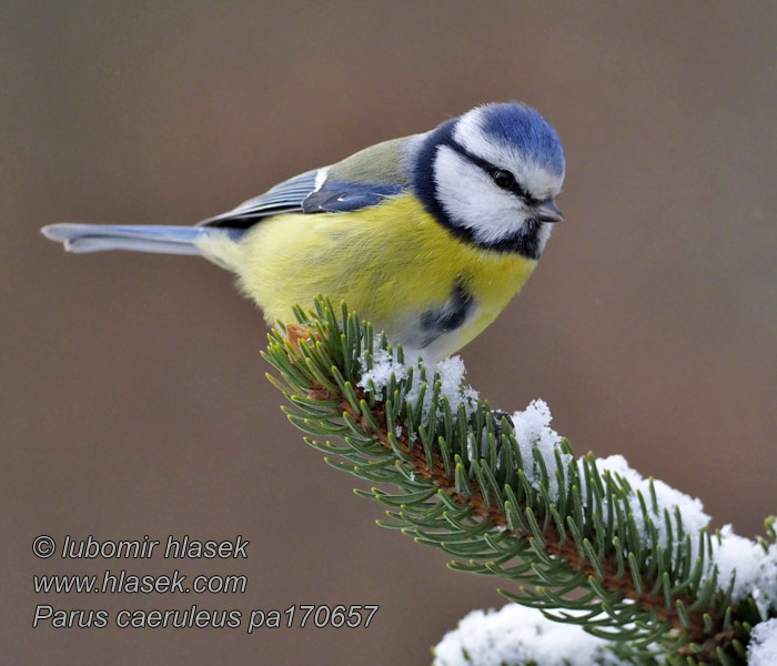 アオガラ Chapim-azul Mavi baştankara Cyanistes caeruleus Paruss