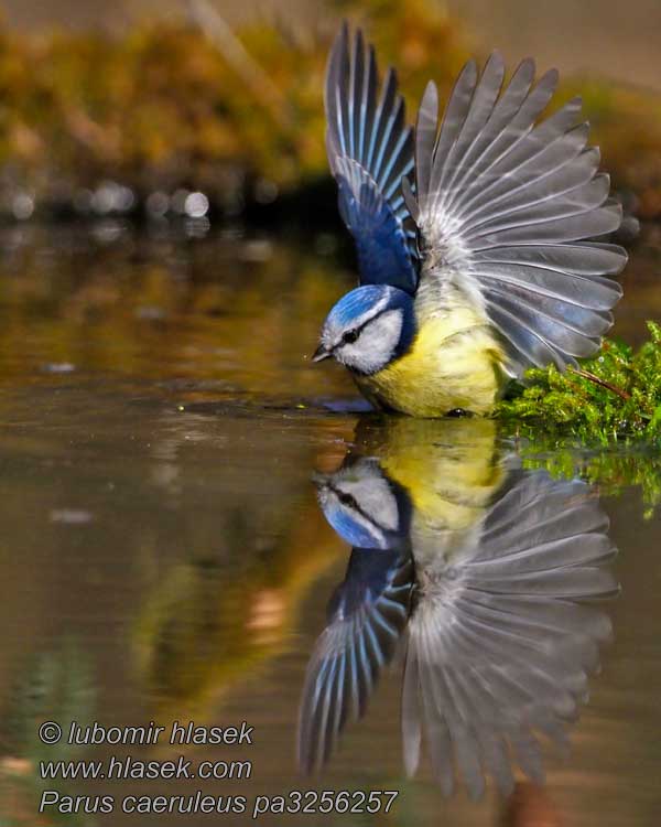 Sýkora modřinka Parus caeruleus