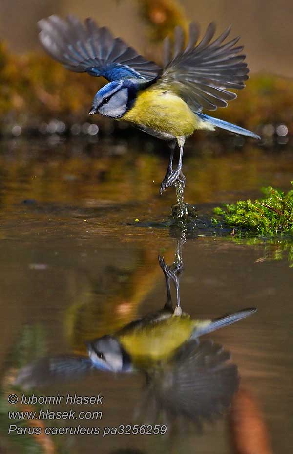 Herrerillo Común Parus caeruleus