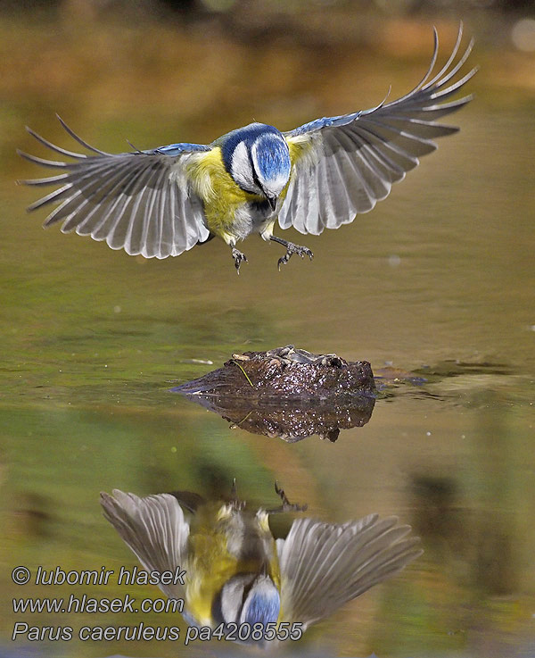 Pitigoi albastru Обыкновенная лазоревка Cyanistes caeruleus Paruss