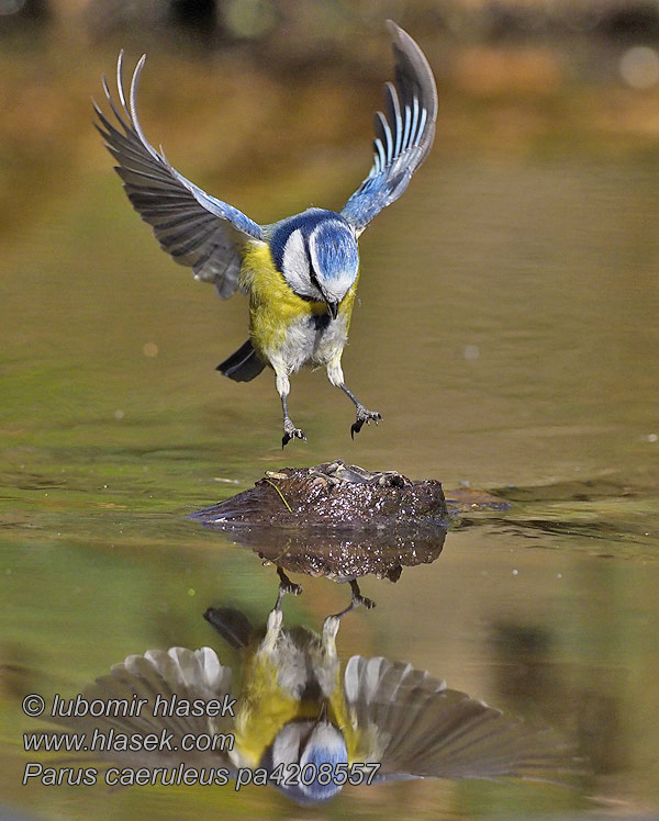 Sikorka modra Sýkorka belasá Cyanistes caeruleus Parus