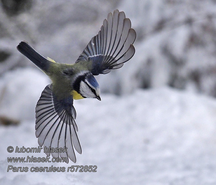 Cinciarella Blåmeis Blåmes Kék cinege Cyanistes caeruleus Parus