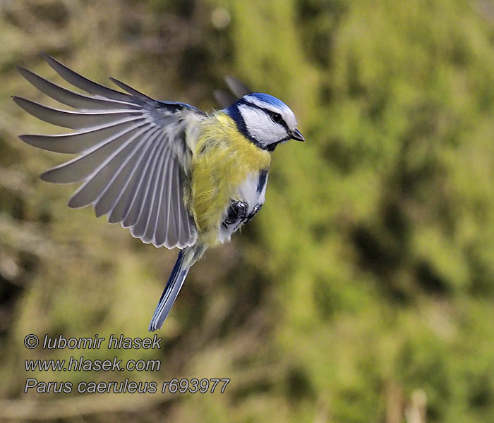 Blåmejse Pimpelmees Sinitiainen Cyanistes caeruleus Parus