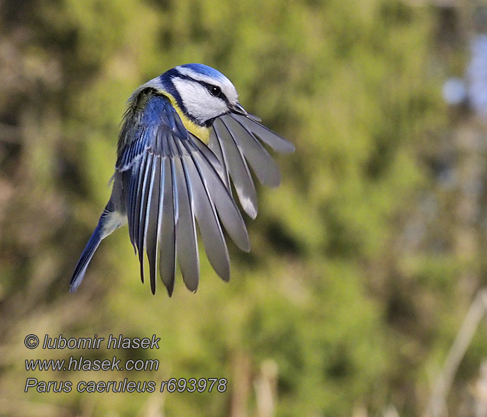 Sýkora modřinka Cyanistes caeruleus Parus