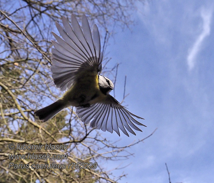 Blue Tit Blaumeise Mésange bleue Herrerillo Común Cyanistes caeruleus Parus