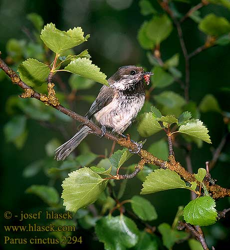 Parus cinctus 2294