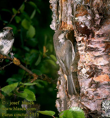 Carbonero Lapón Sýkora laponská Lapmejse Bruinkopmees Lapintiainen Cincia siberiana Lappmeis Lappmes Taigatihane Гаичка сероголовая Parus cinctus Siberian Tit Lapplandmeise Mésange lapone